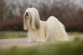 亚洲国产毛茸茸,探寻自然之美与民族风情